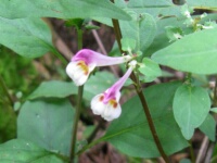 �V�R�N�}�}�R�i�i�l���юq�؁j